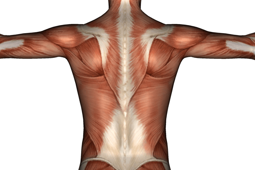 titan carina back massage coverage